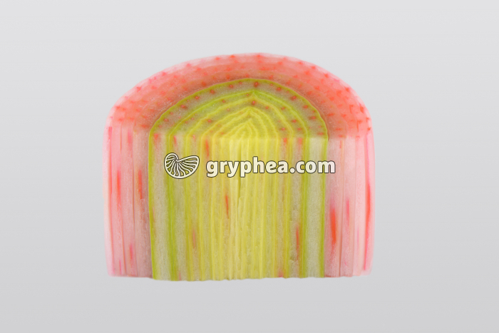 Tige de Poireau après traitement à l'éosine CT et CL - gryphea.org